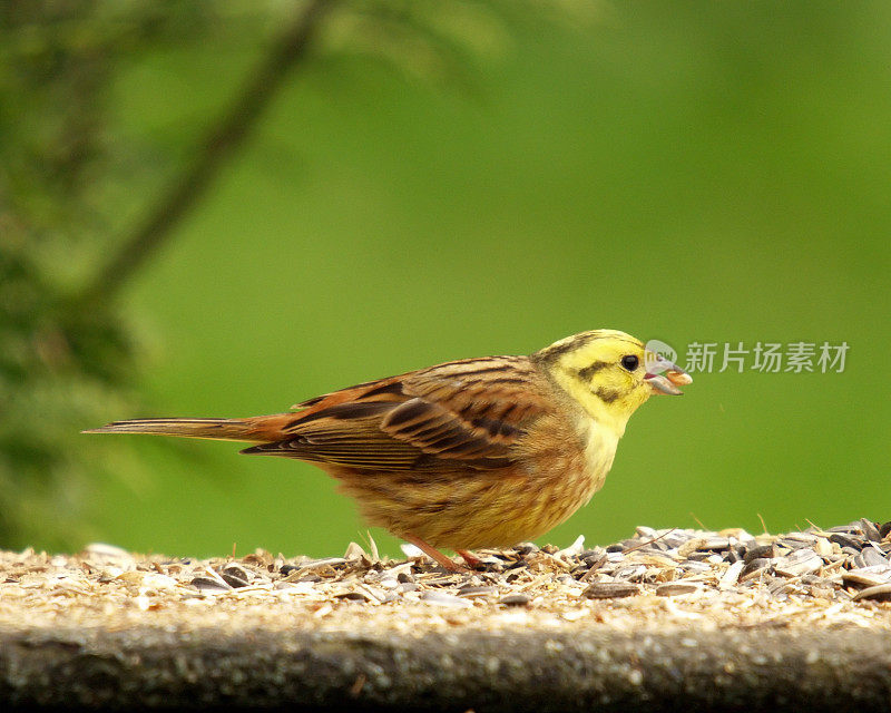 黄锤(citrinella em贝里扎)